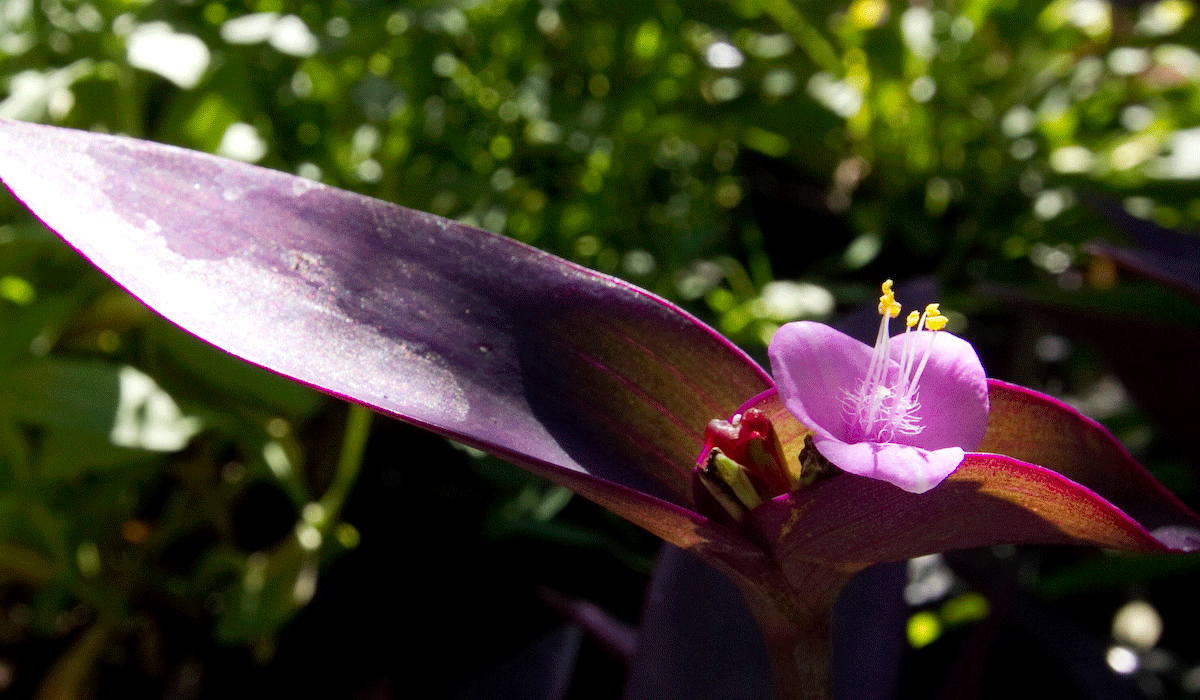 The Green Thumb Garden Center on Hilton Head Island